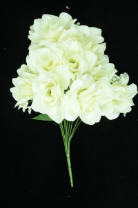 Cream Micro Peach Open Rose Bush x12 (Lot of 1) SALE ITEM